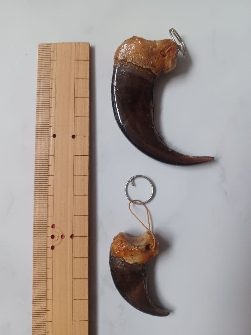 本物ヒグマの爪（大・小セット）