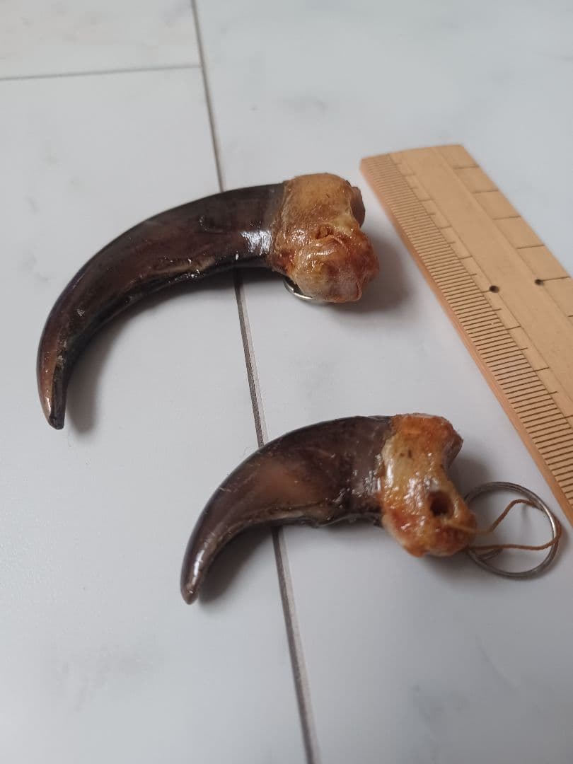 本物ヒグマの爪（大・小セット）