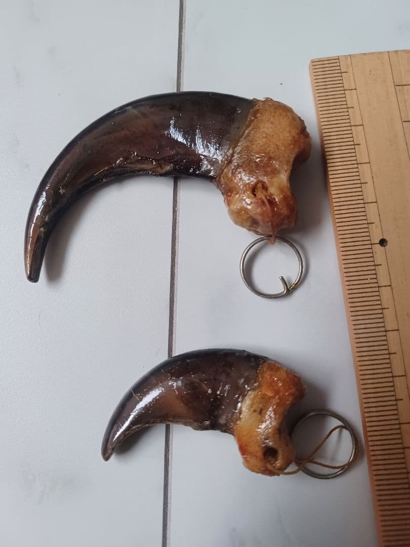 本物ヒグマの爪（大・小セット）