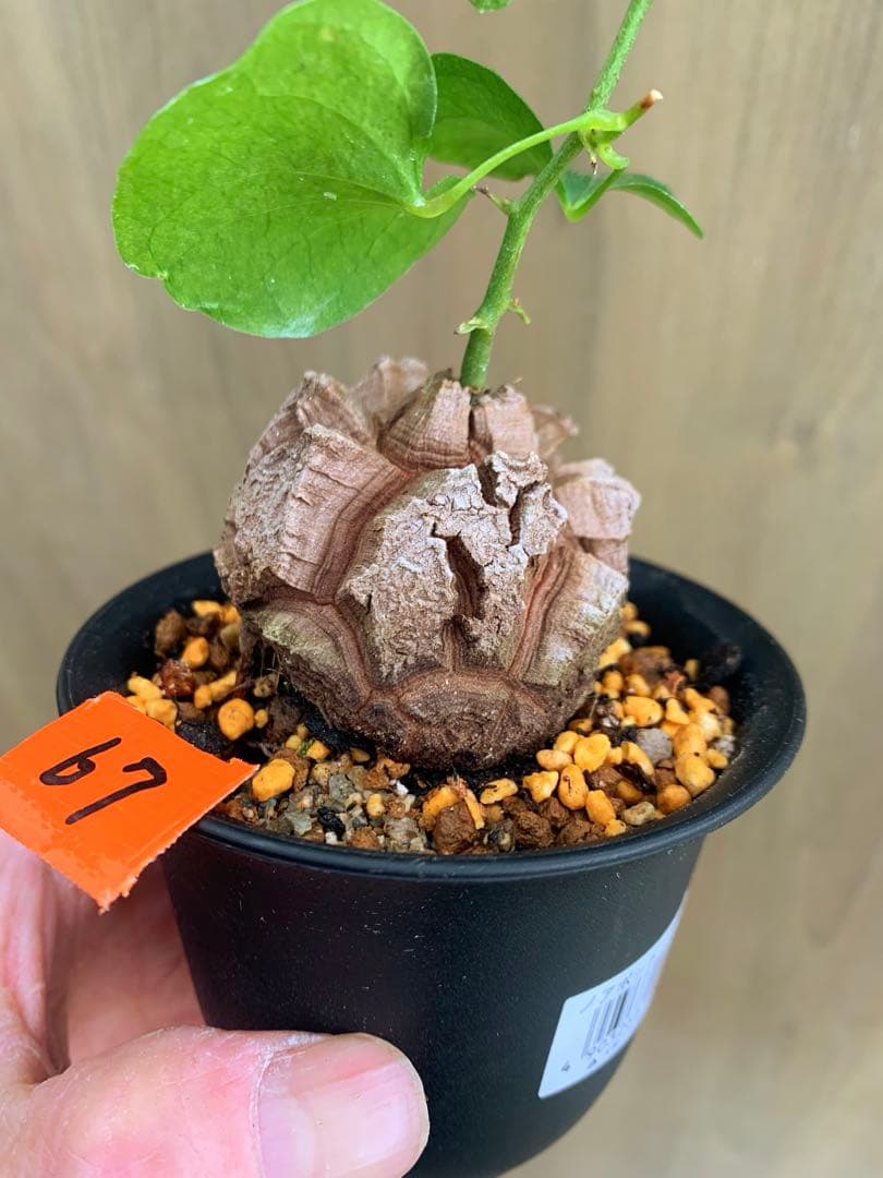 アフリカ亀甲竜　no67