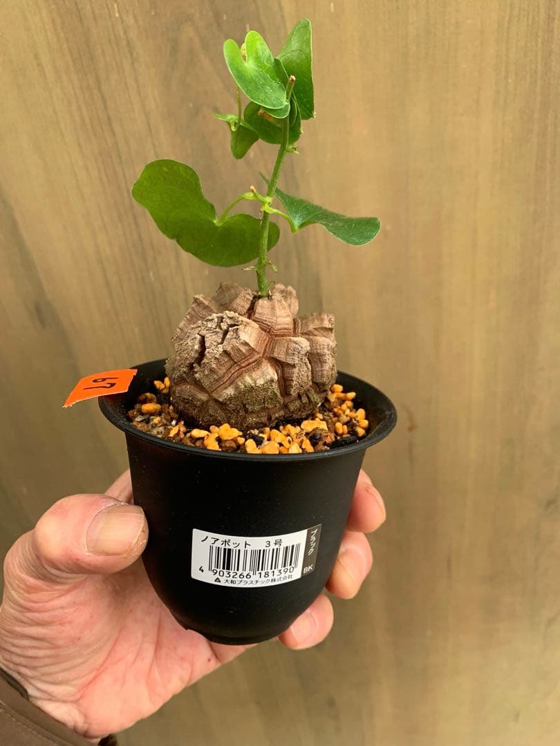 アフリカ亀甲竜　no67