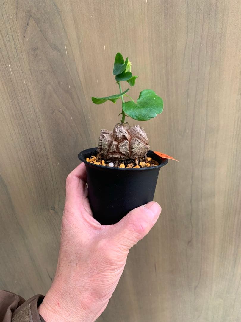 アフリカ亀甲竜　no67