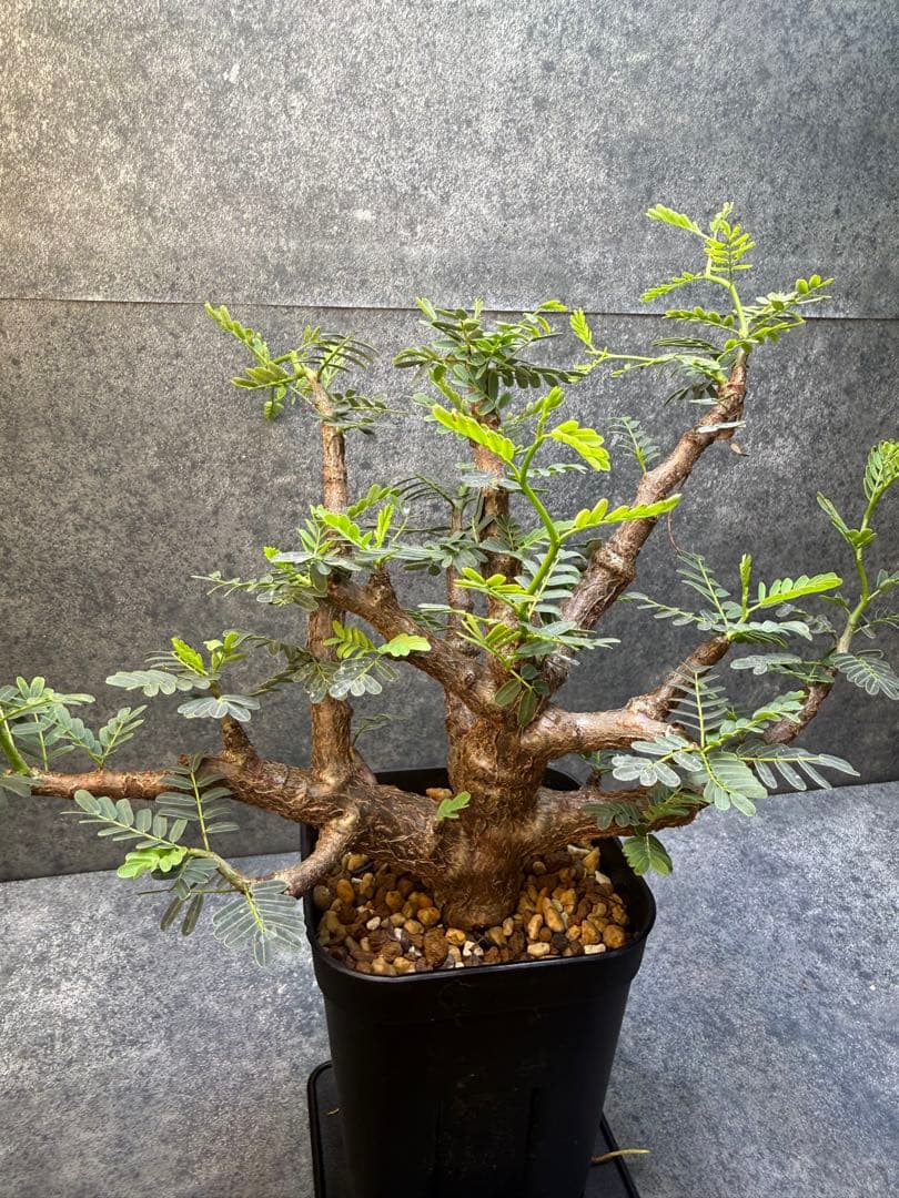 センナ　メリディオナリス　海外実生　発根済み　358