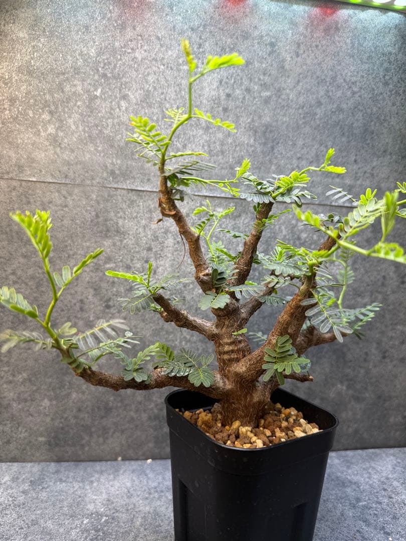 センナ　メリディオナリス　海外実生　発根済み　358