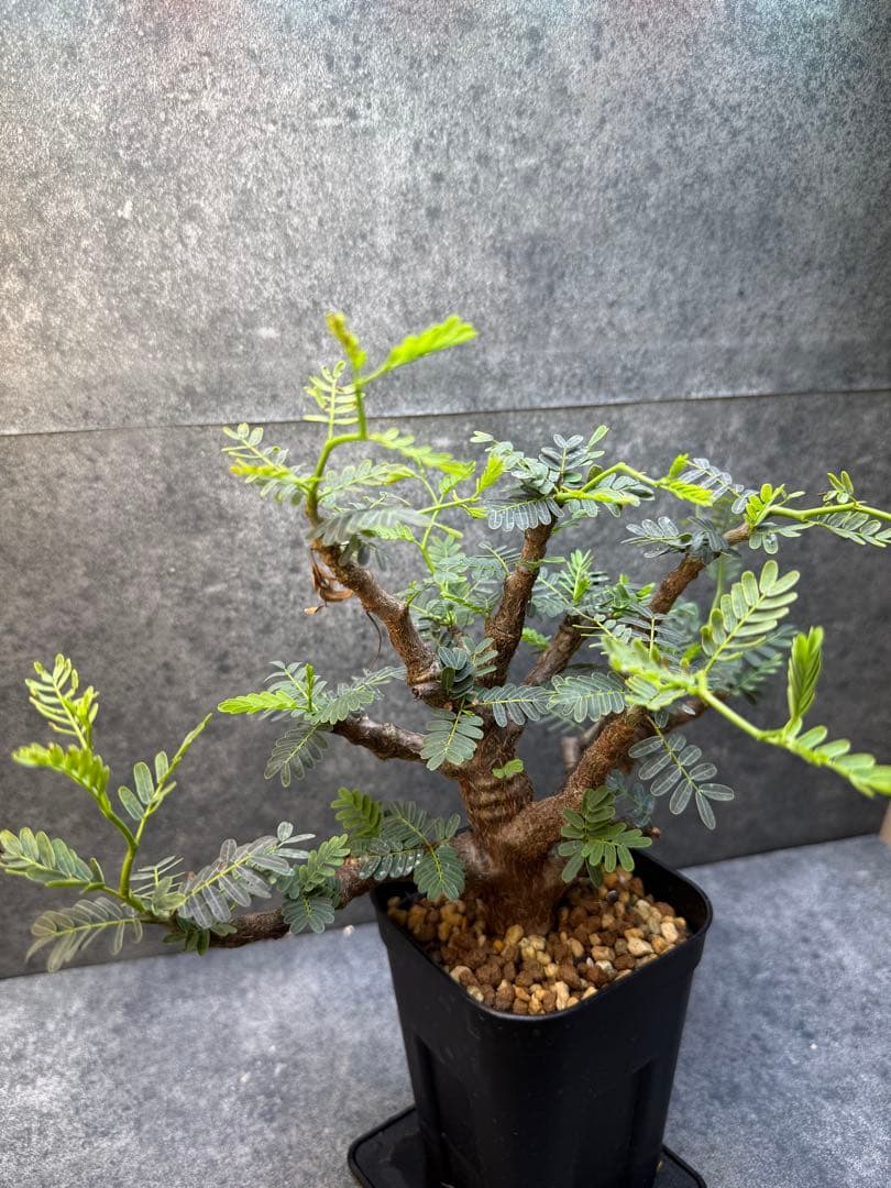 センナ　メリディオナリス　海外実生　発根済み　358