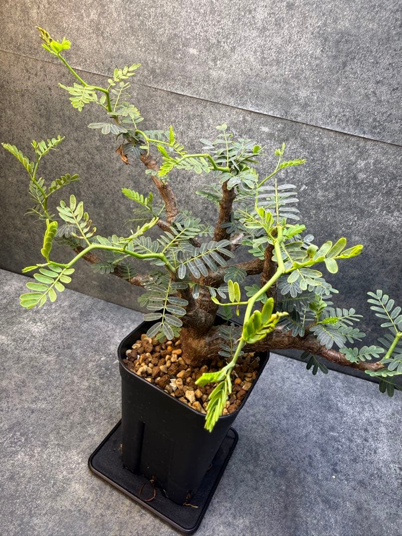 センナ　メリディオナリス　海外実生　発根済み　358