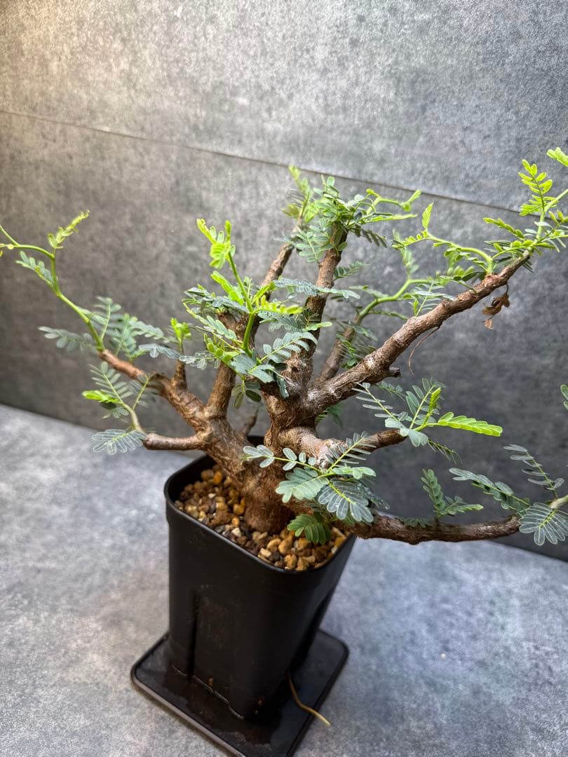 センナ　メリディオナリス　海外実生　発根済み　358