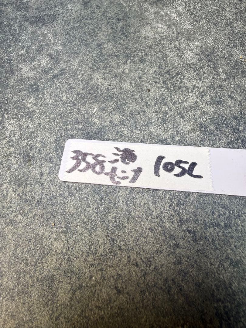 センナ　メリディオナリス　海外実生　発根済み　358