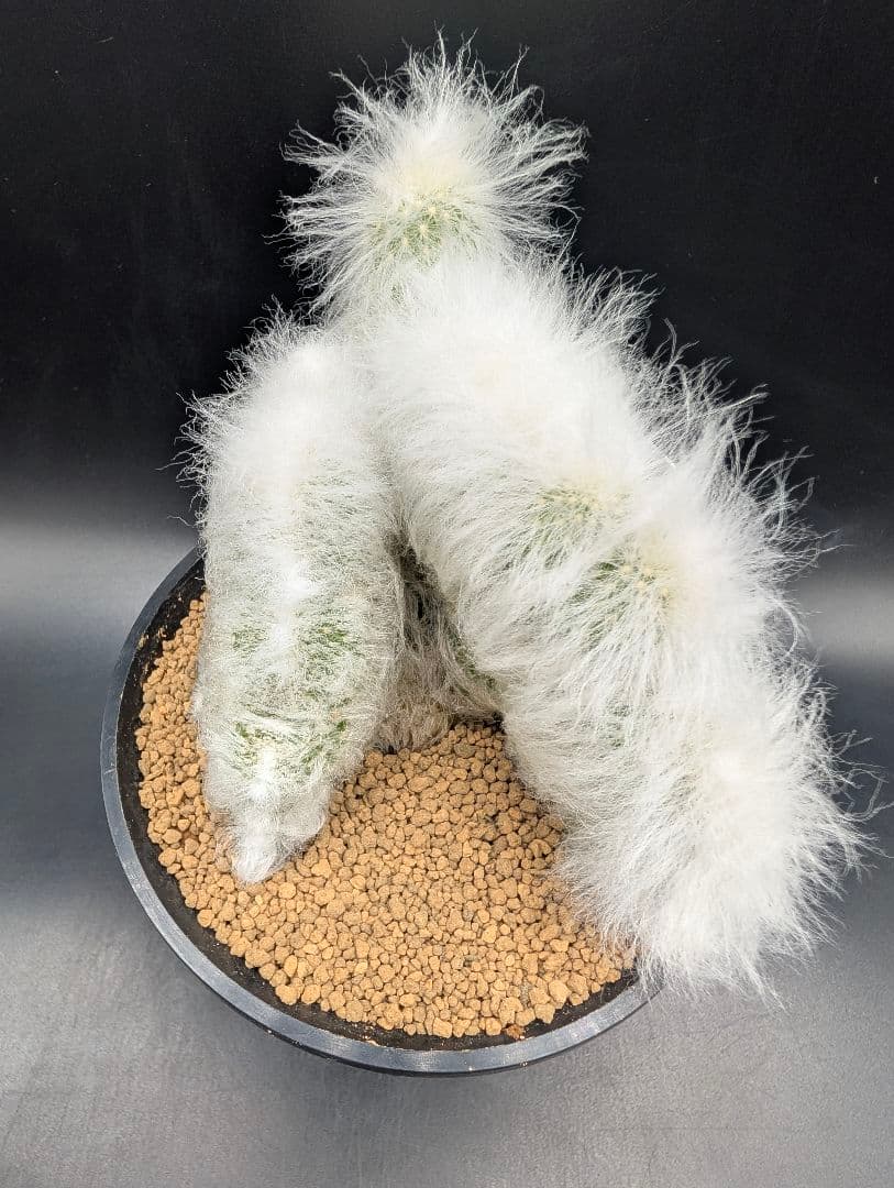 パ*ュ様 リッテリー冠 鉢植え メルカリ便送料込み