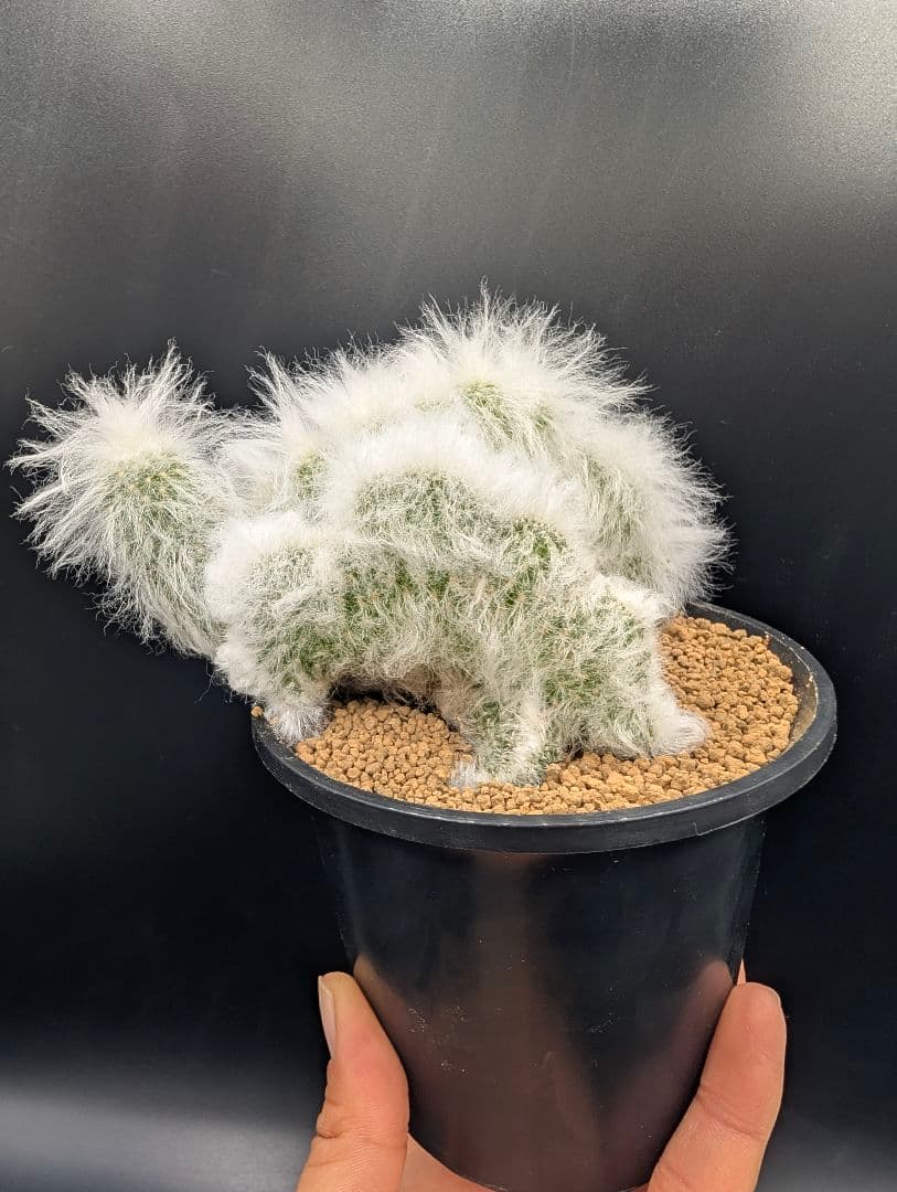 パ*ュ様 リッテリー冠 鉢植え メルカリ便送料込み