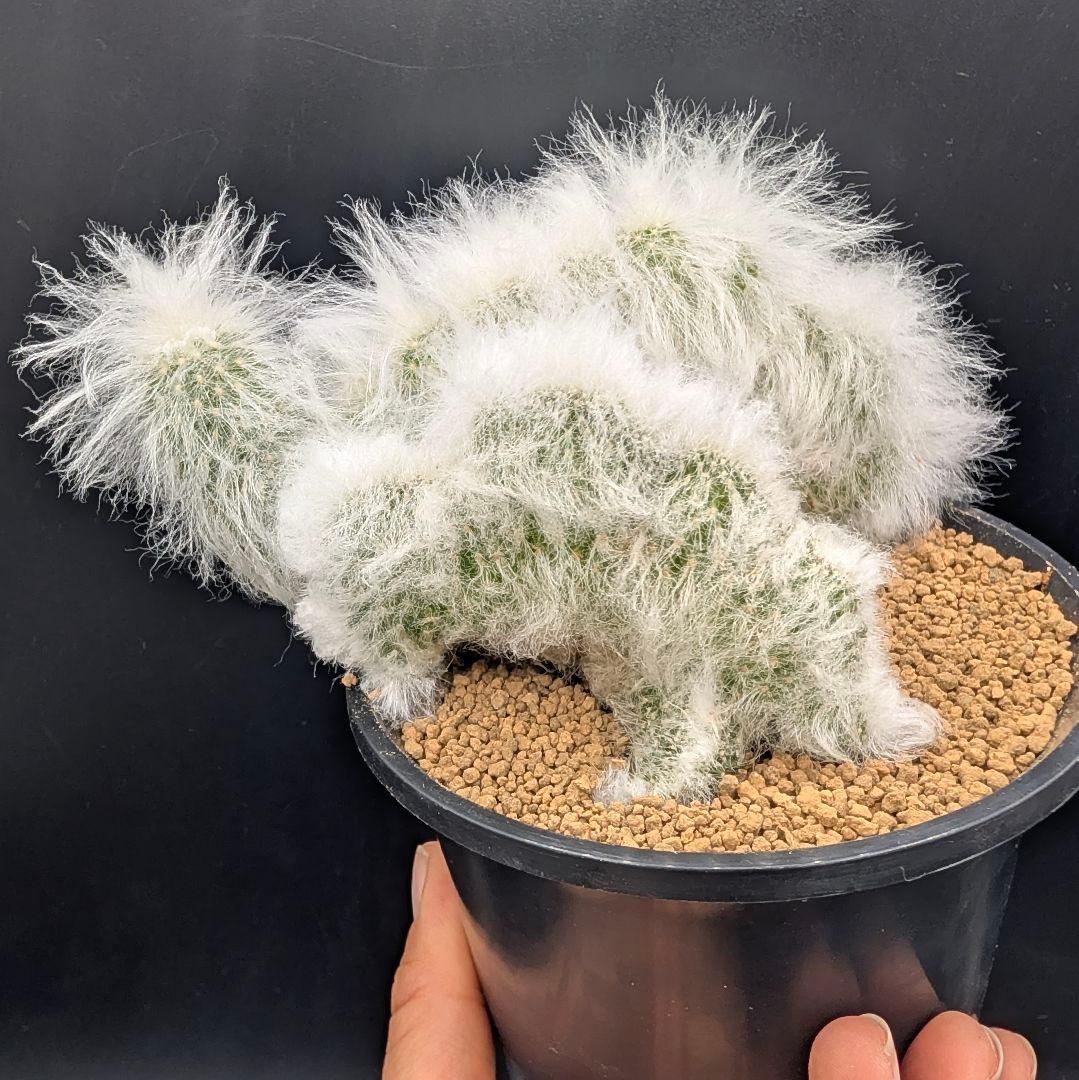 パ*ュ様 リッテリー冠 鉢植え メルカリ便送料込み