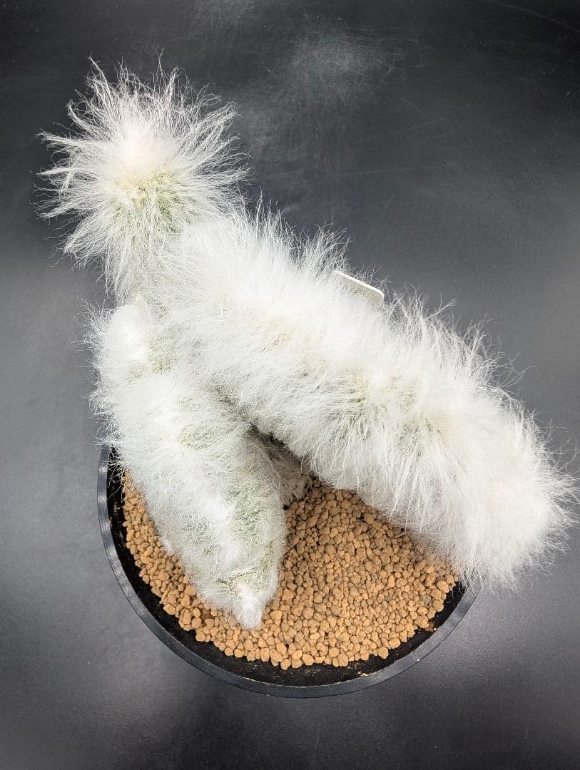 パ*ュ様 リッテリー冠 鉢植え メルカリ便送料込み