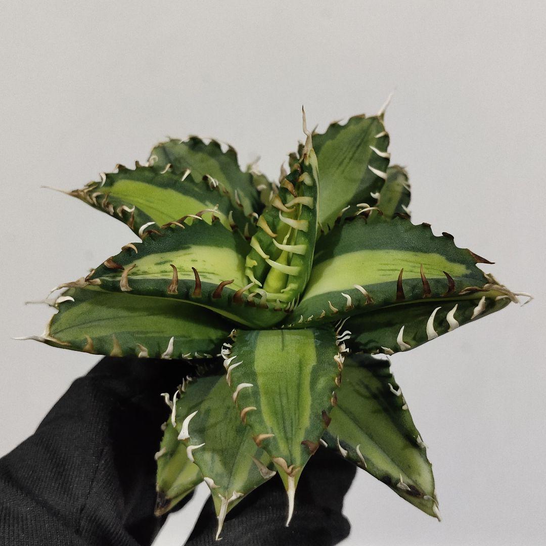 1407.アガベ チタノタSAD錦 南アフリカダイヤモンド 黄中斑 変異株