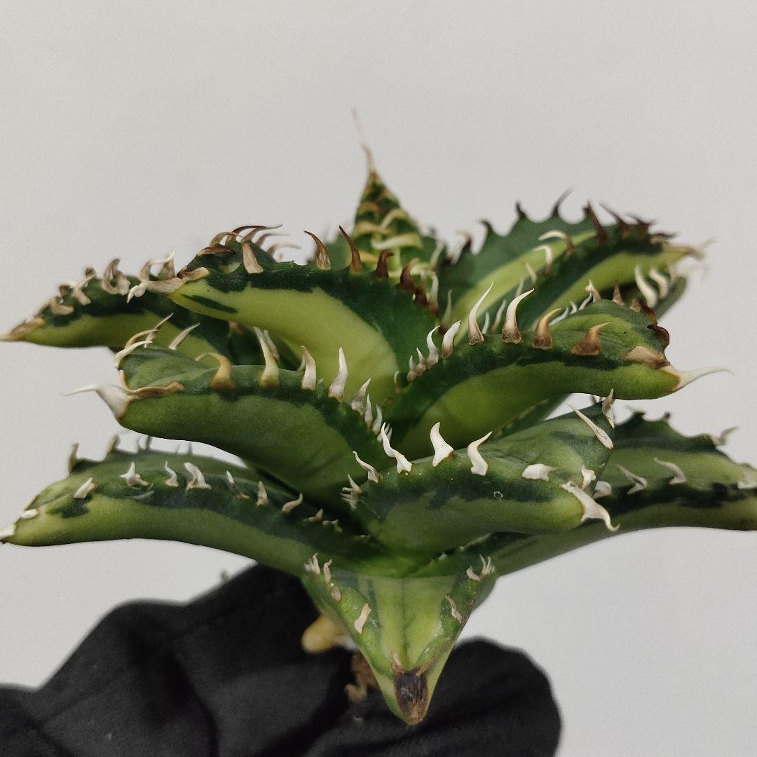 1407.アガベ チタノタSAD錦 南アフリカダイヤモンド 黄中斑 変異株