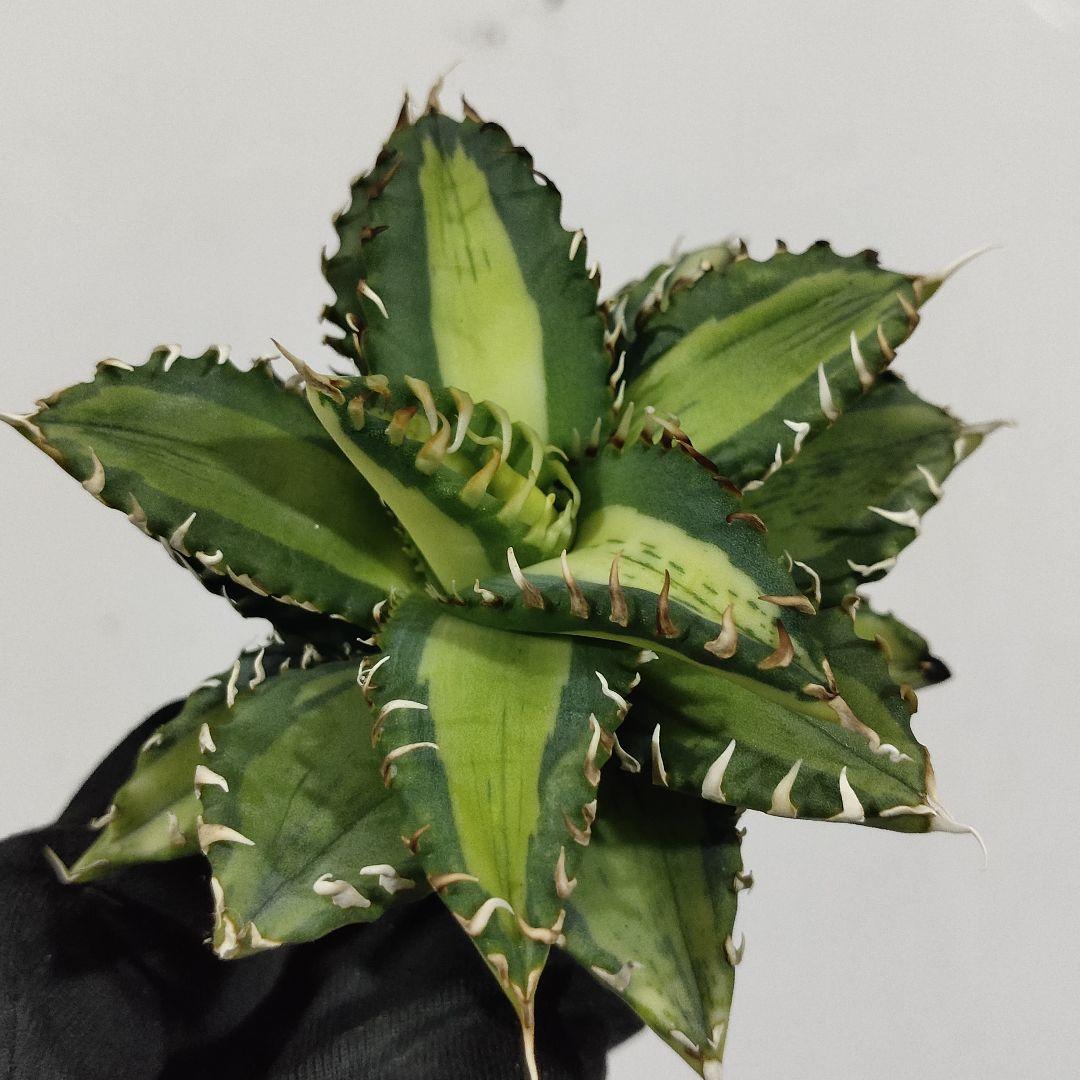 1407.アガベ チタノタSAD錦 南アフリカダイヤモンド 黄中斑 変異株