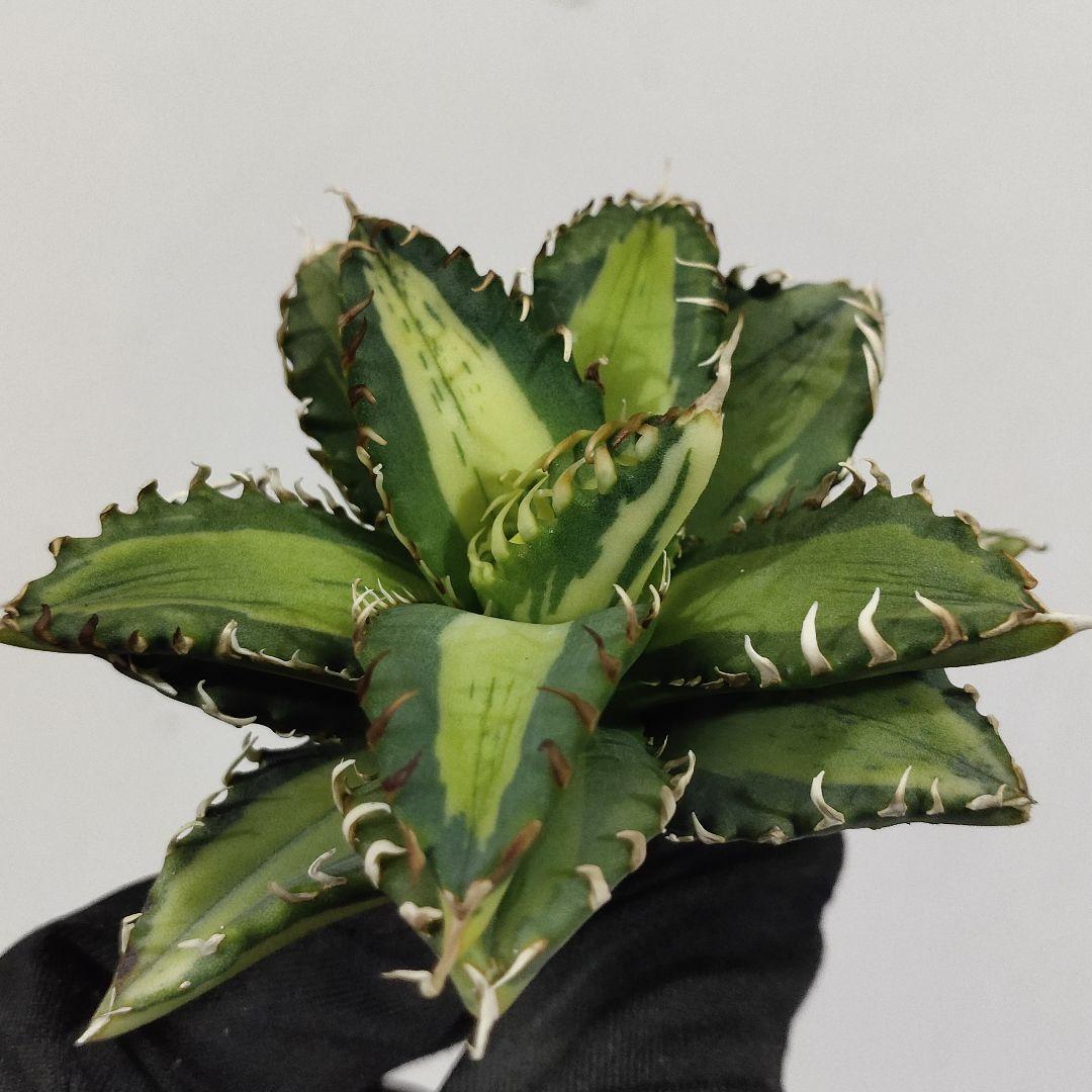 1407.アガベ チタノタSAD錦 南アフリカダイヤモンド 黄中斑 変異株