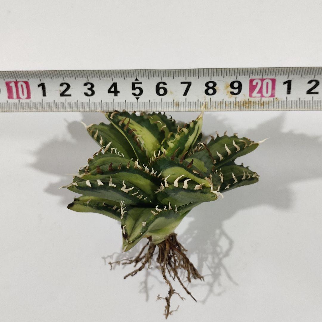 1407.アガベ チタノタSAD錦 南アフリカダイヤモンド 黄中斑 変異株