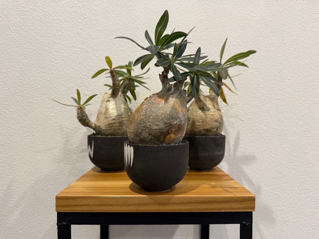 塊根植物 パキポディウム・グラキリス　VALIEM 鉢セット　バリエム