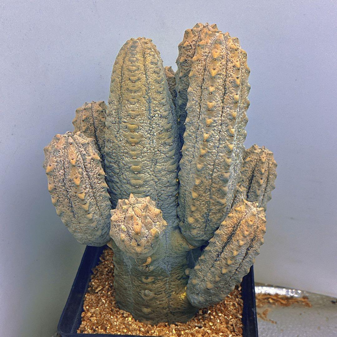 p*8様 Z33多頭塊根植物 灰色 多肉質ユ一フォルビア、アブデルクリ（10頭、