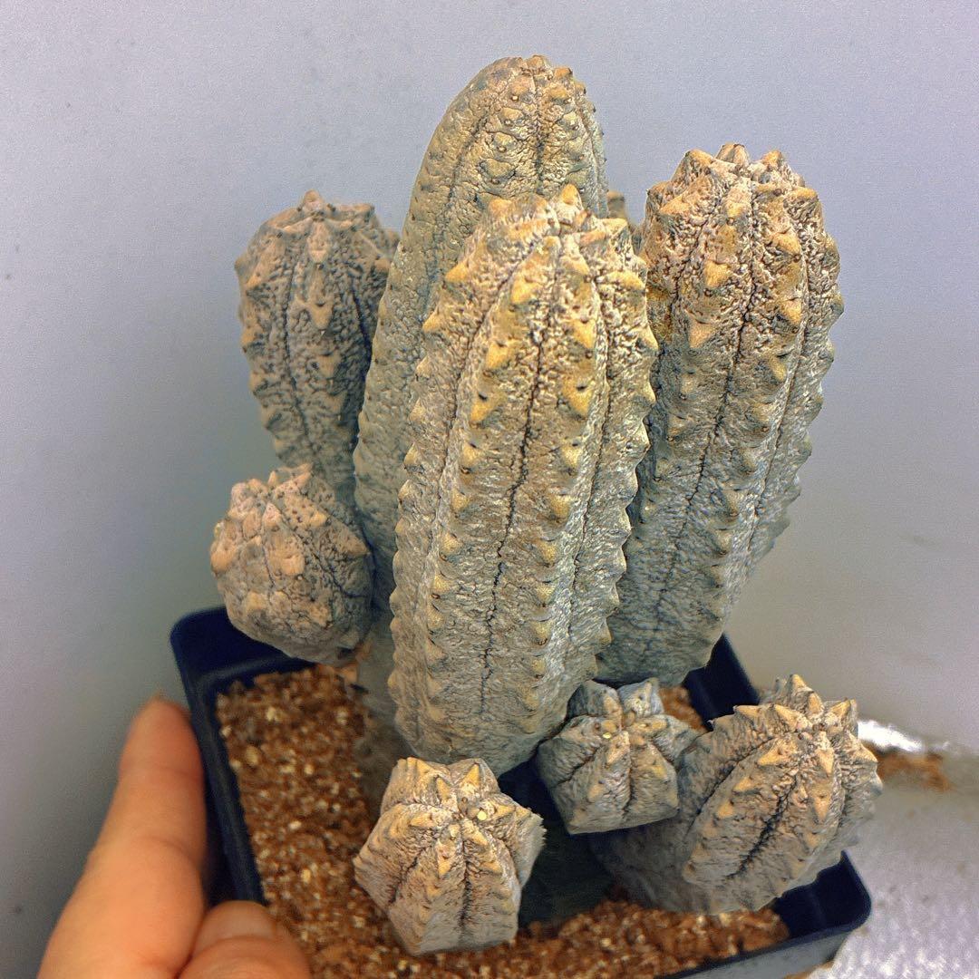 p*8様 Z33多頭塊根植物 灰色 多肉質ユ一フォルビア、アブデルクリ（10頭、