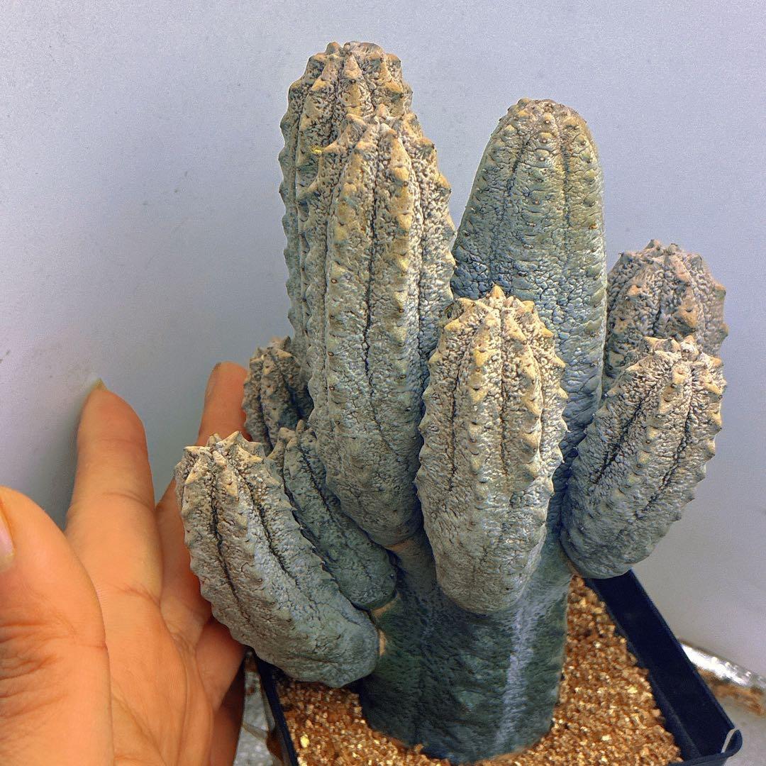 p*8様 Z33多頭塊根植物 灰色 多肉質ユ一フォルビア、アブデルクリ（10頭、