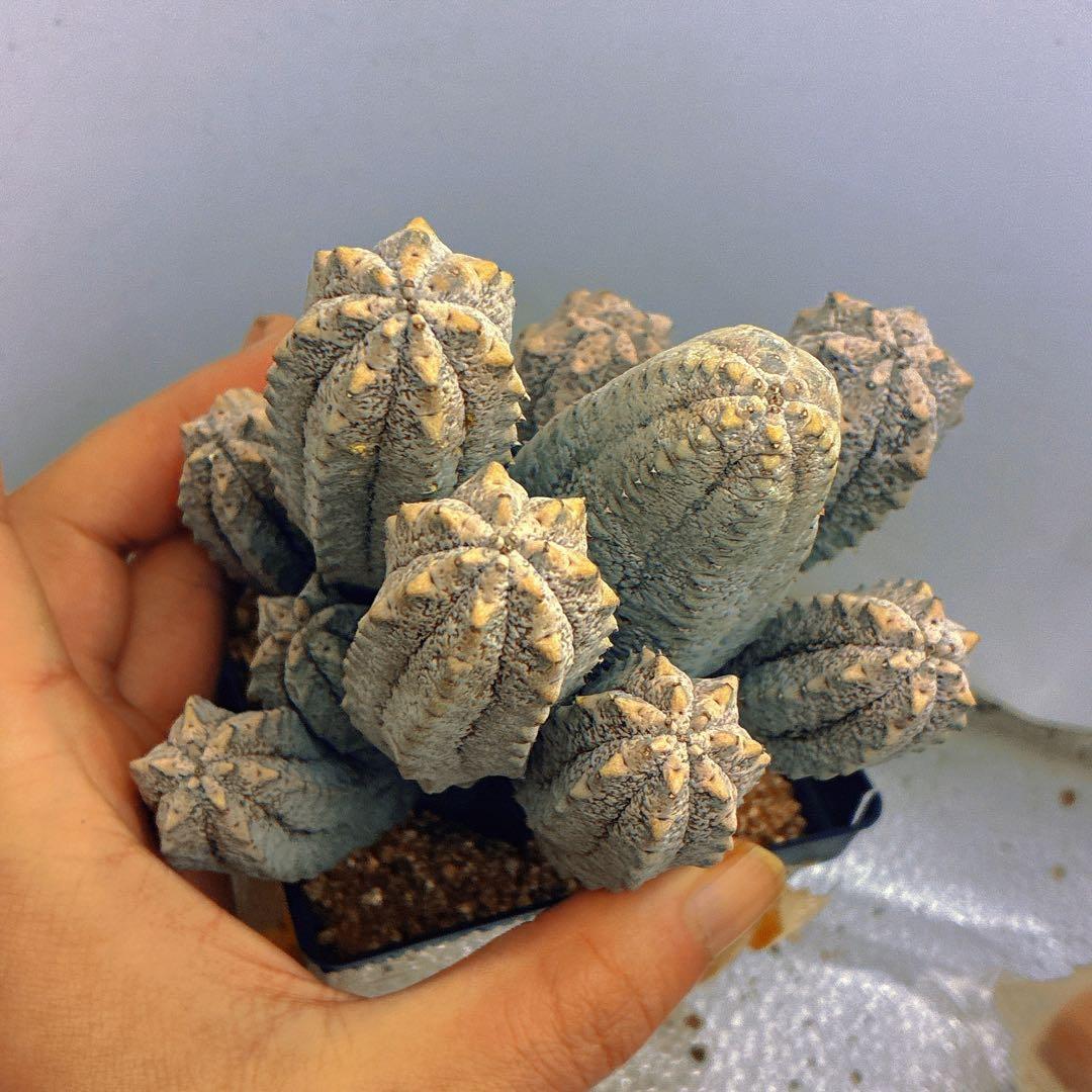 p*8様 Z33多頭塊根植物 灰色 多肉質ユ一フォルビア、アブデルクリ（10頭、