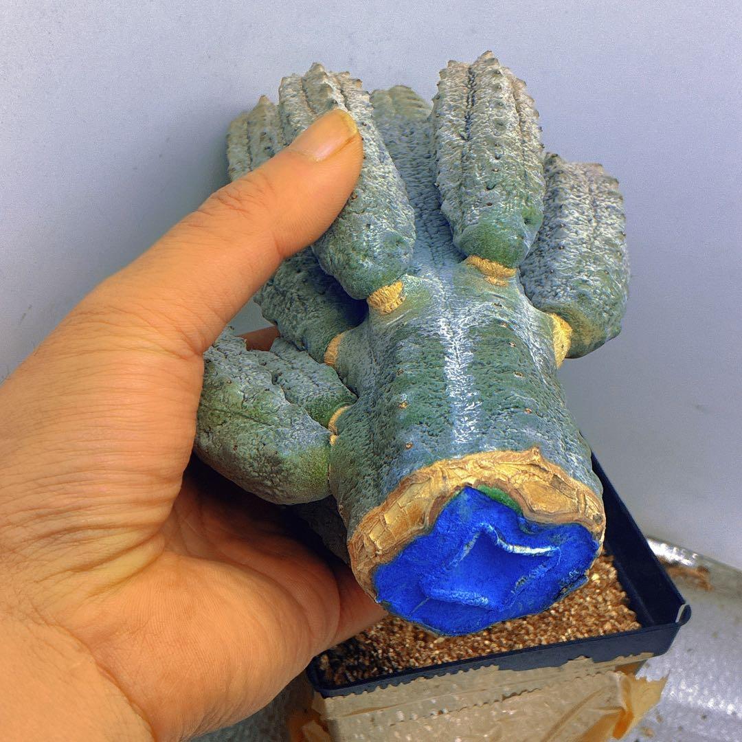 p*8様 Z33多頭塊根植物 灰色 多肉質ユ一フォルビア、アブデルクリ（10頭、