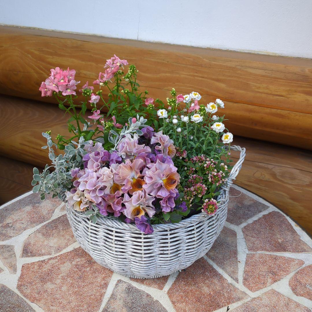 《a様ご注文分》ラウンドバスケット寄せ植えとクラウンフクロウくんセット