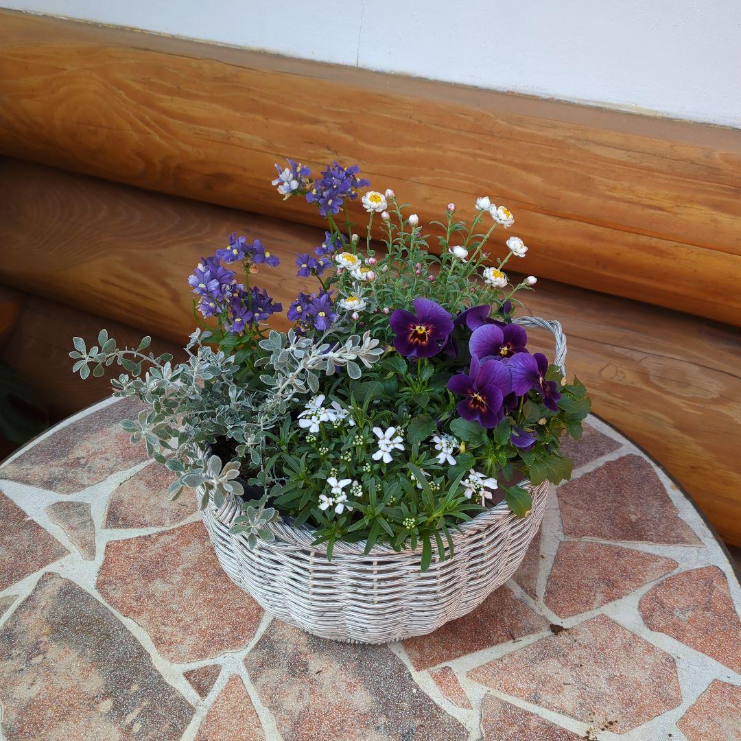 《a様ご注文分》ラウンドバスケット寄せ植えとクラウンフクロウくんセット