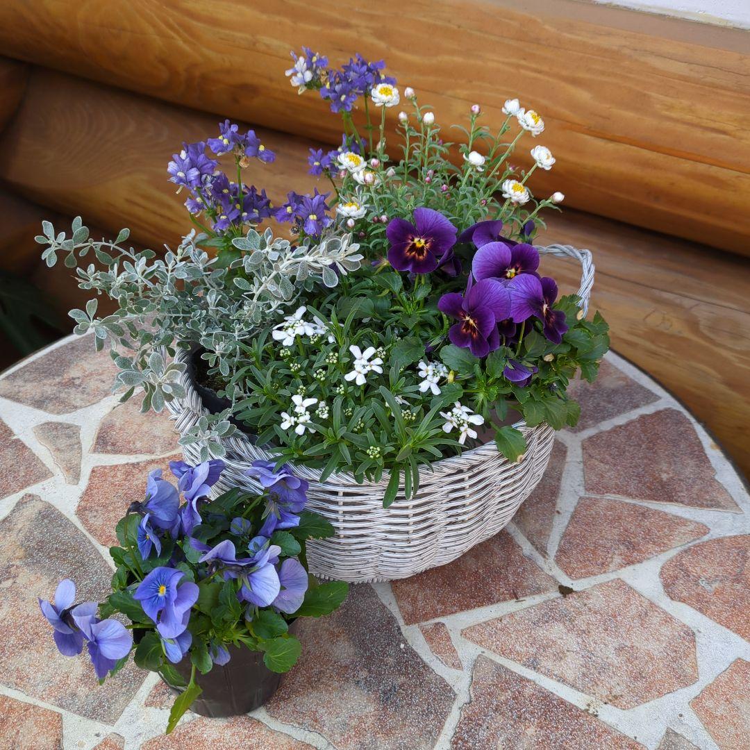 《a様ご注文分》ラウンドバスケット寄せ植えとクラウンフクロウくんセット