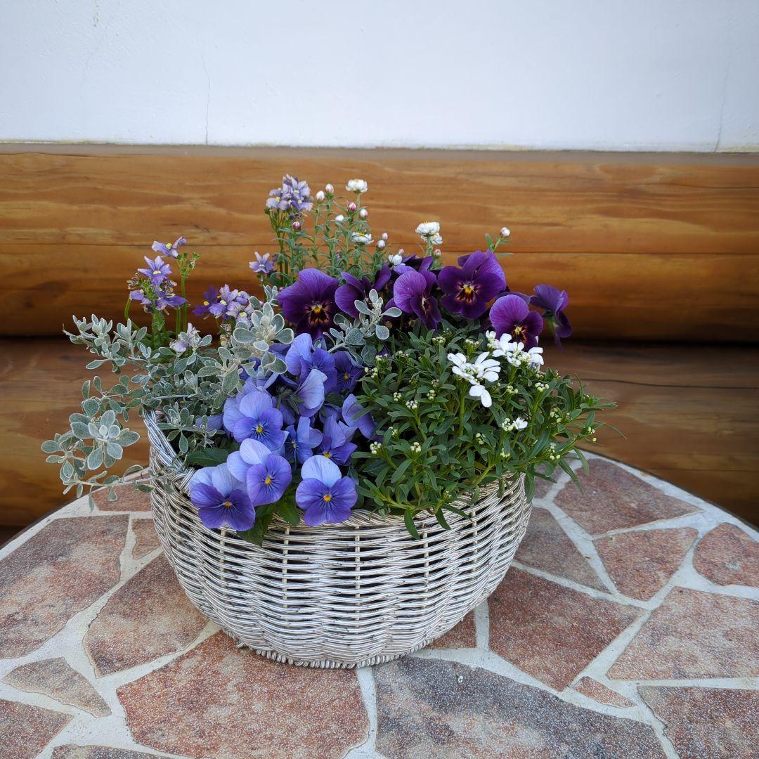 《a様ご注文分》ラウンドバスケット寄せ植えとクラウンフクロウくんセット