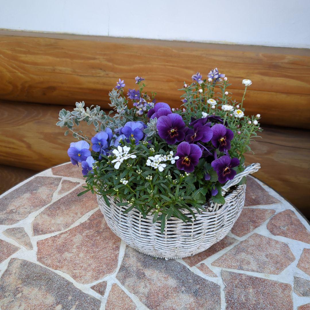 《a様ご注文分》ラウンドバスケット寄せ植えとクラウンフクロウくんセット