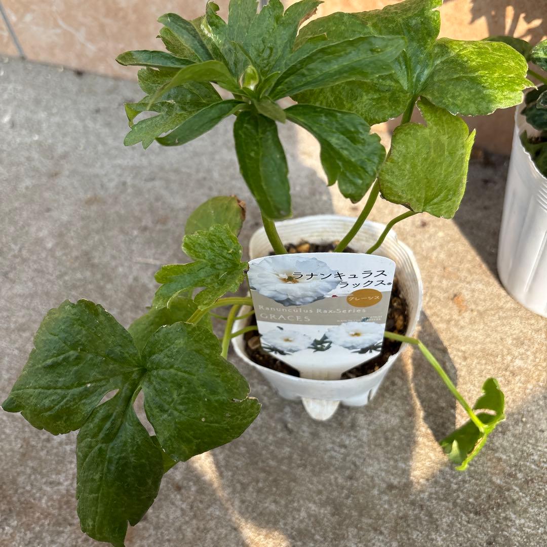 ラナンキュラス　ラックス苗4種