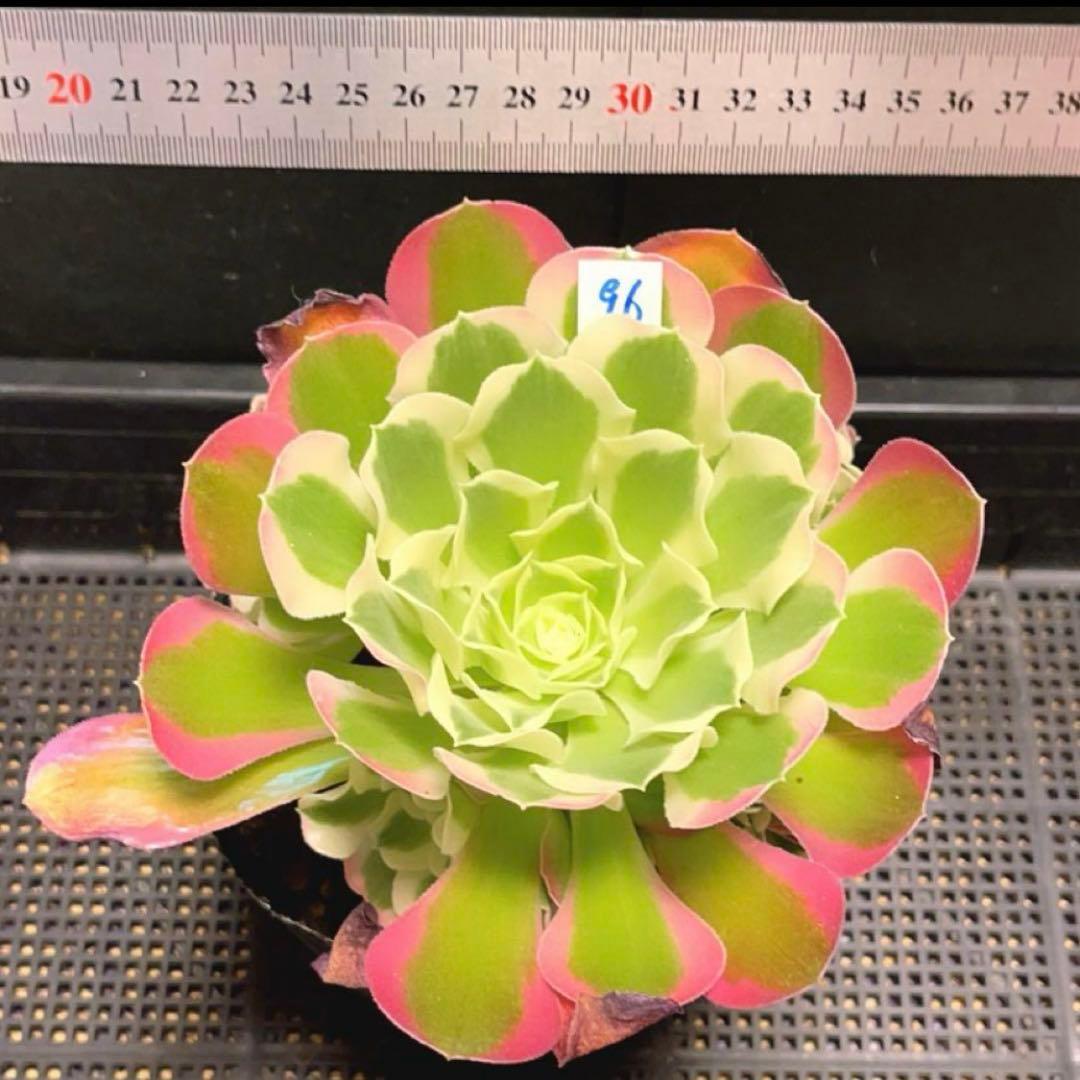 96#多肉植物アエオニウム錦❤️リバーストーン❤️ 1大頭10小頭18cm 鉢土付き