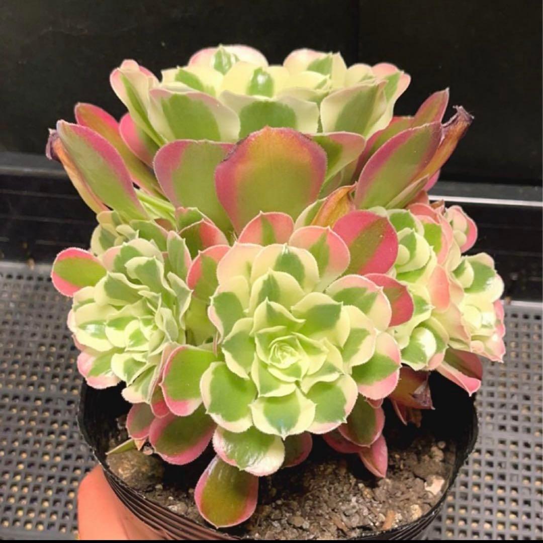 96#多肉植物アエオニウム錦❤️リバーストーン❤️ 1大頭10小頭18cm 鉢土付き