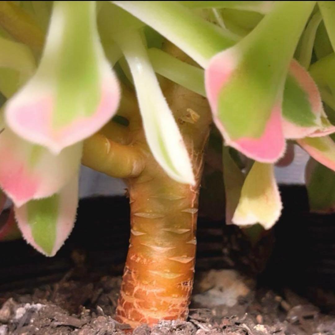 96#多肉植物アエオニウム錦❤️リバーストーン❤️ 1大頭10小頭18cm 鉢土付き
