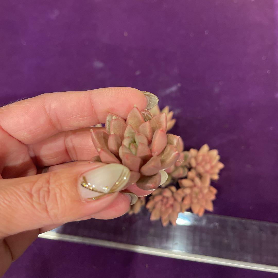 多肉植物　韓国苗　マジック