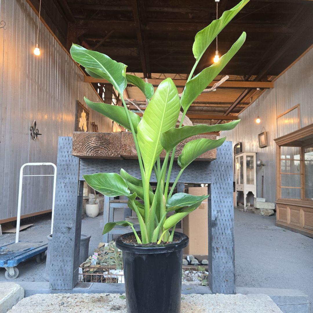 ⑳　ストレリチアオーガスタ　8号３株植え特大苗木最高等級極上品‼️