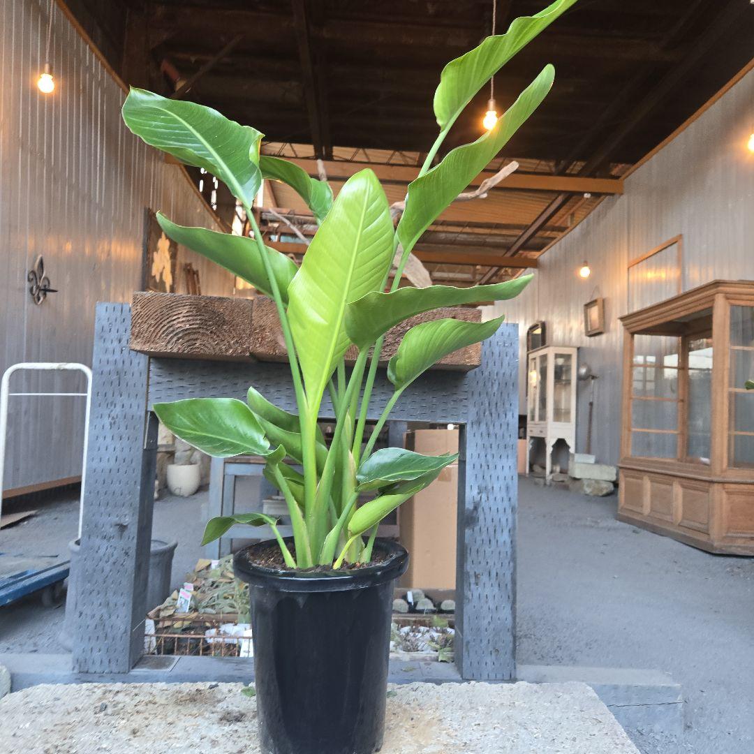 ⑳　ストレリチアオーガスタ　8号３株植え特大苗木最高等級極上品‼️