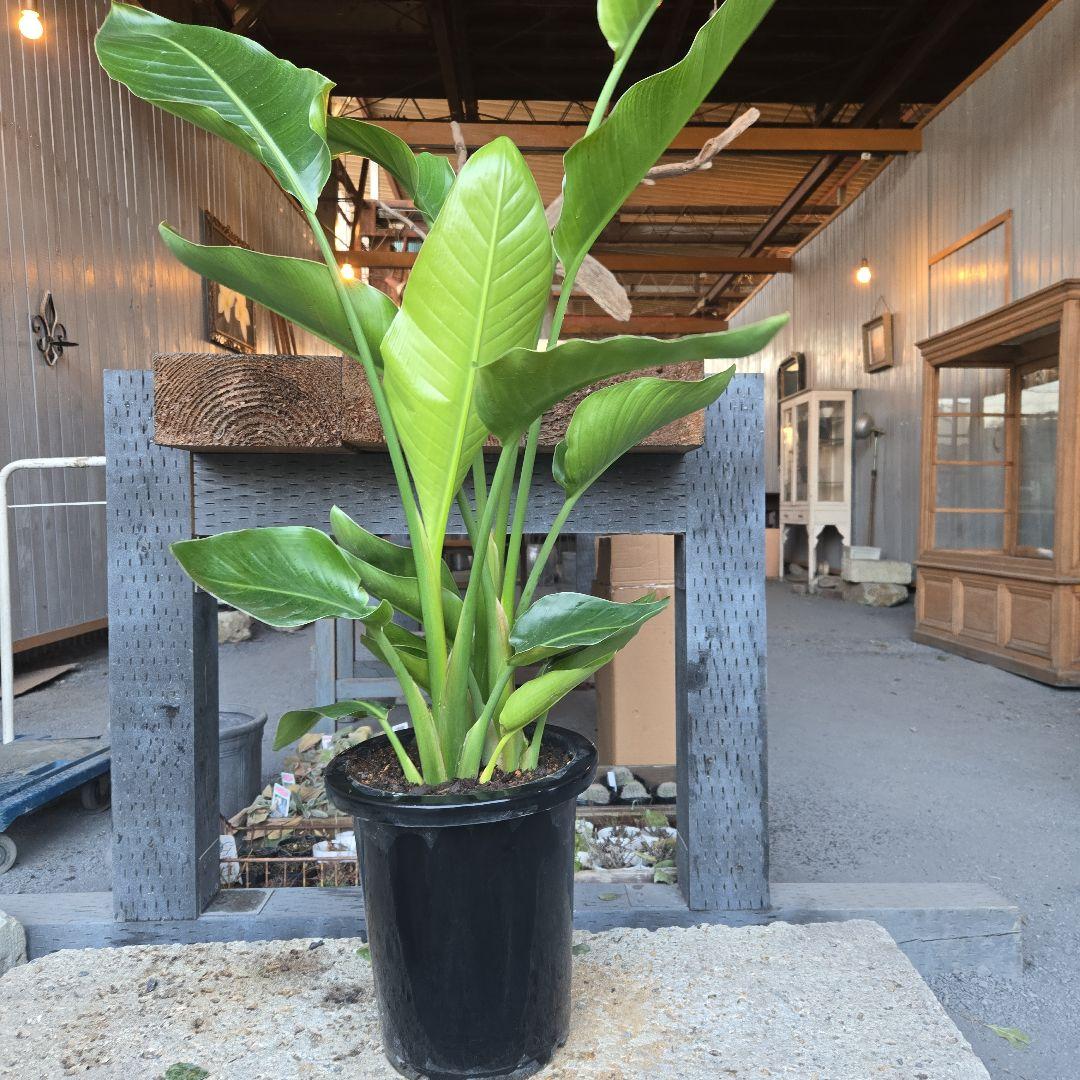 ⑳　ストレリチアオーガスタ　8号３株植え特大苗木最高等級極上品‼️