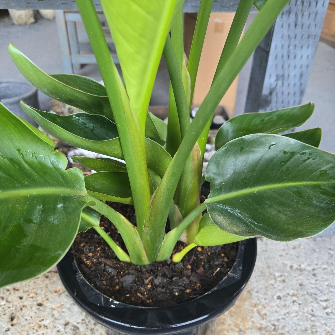 ⑳　ストレリチアオーガスタ　8号３株植え特大苗木最高等級極上品‼️