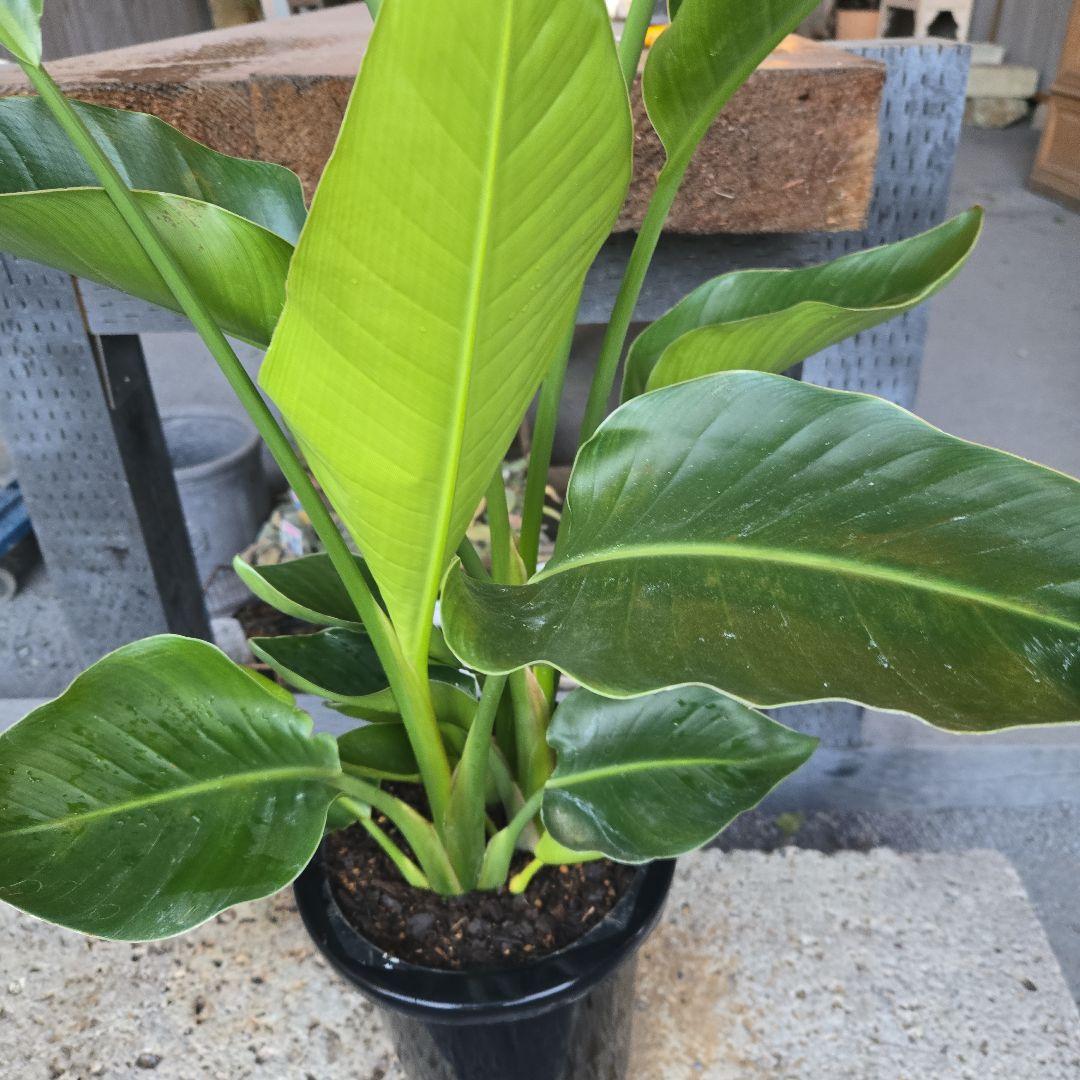 ⑳　ストレリチアオーガスタ　8号３株植え特大苗木最高等級極上品‼️