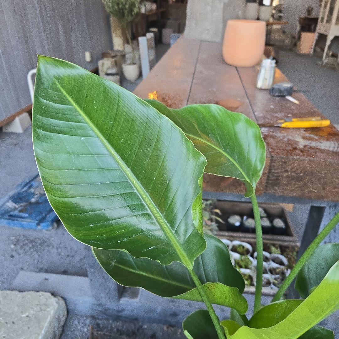 ⑳　ストレリチアオーガスタ　8号３株植え特大苗木最高等級極上品‼️