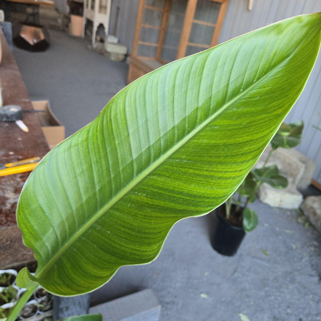 ⑳　ストレリチアオーガスタ　8号３株植え特大苗木最高等級極上品‼️