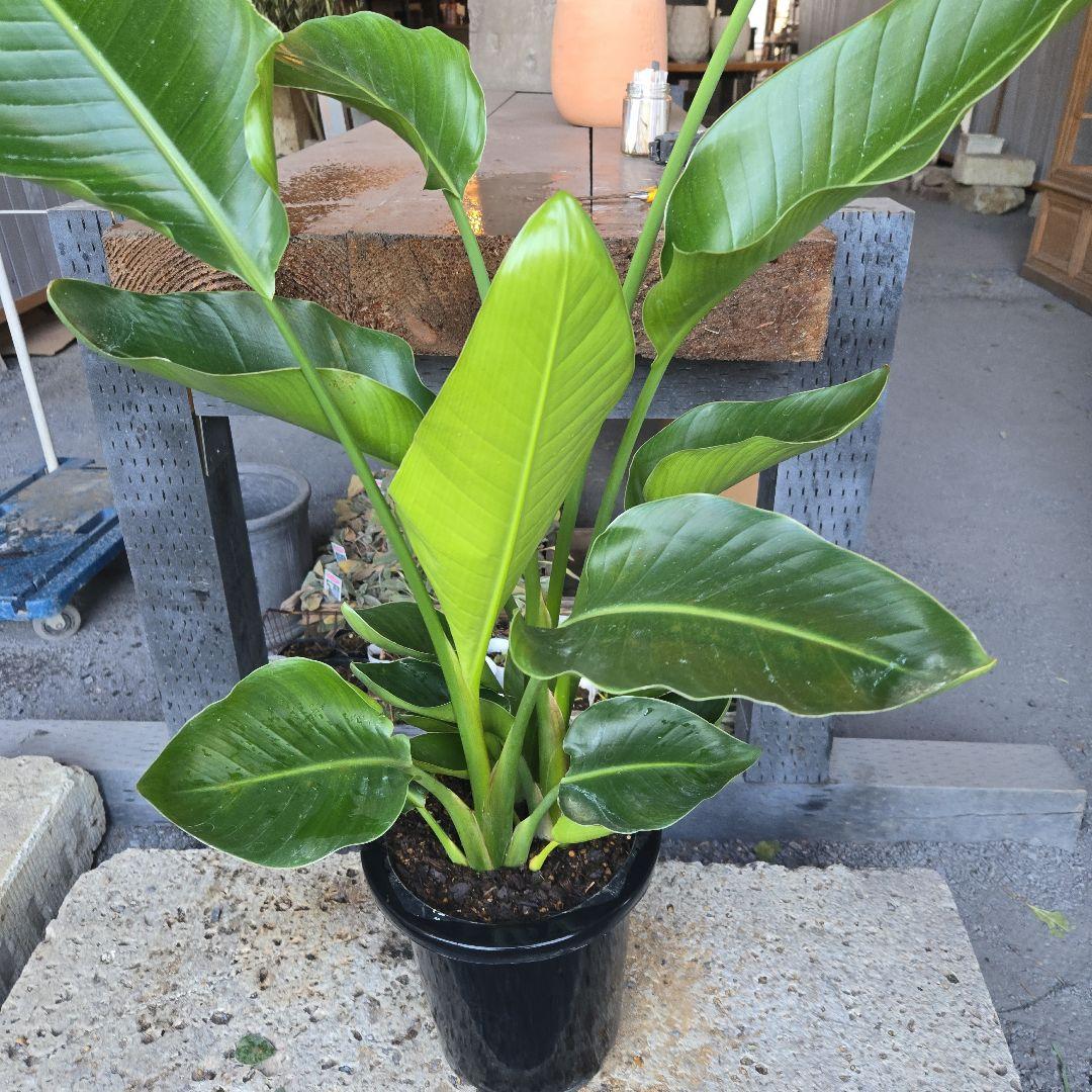 ⑳　ストレリチアオーガスタ　8号３株植え特大苗木最高等級極上品‼️