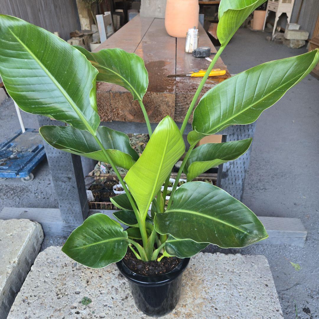 ⑳　ストレリチアオーガスタ　8号３株植え特大苗木最高等級極上品‼️