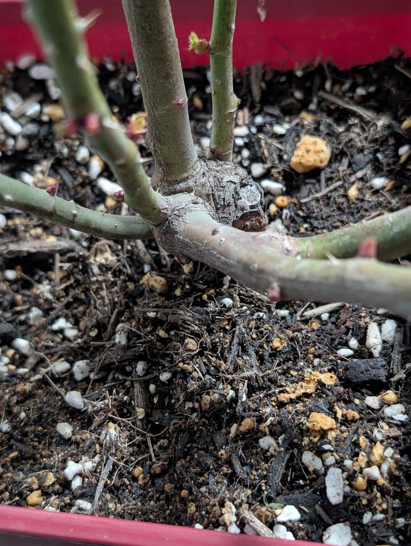 薔薇：樹勢抜群！！河本バラ園・四季咲き・耐病性で育てやすい！！【パニエ】大苗