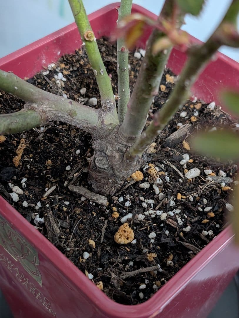 薔薇：樹勢抜群！！河本バラ園・四季咲き・耐病性で育てやすい！！【パニエ】大苗