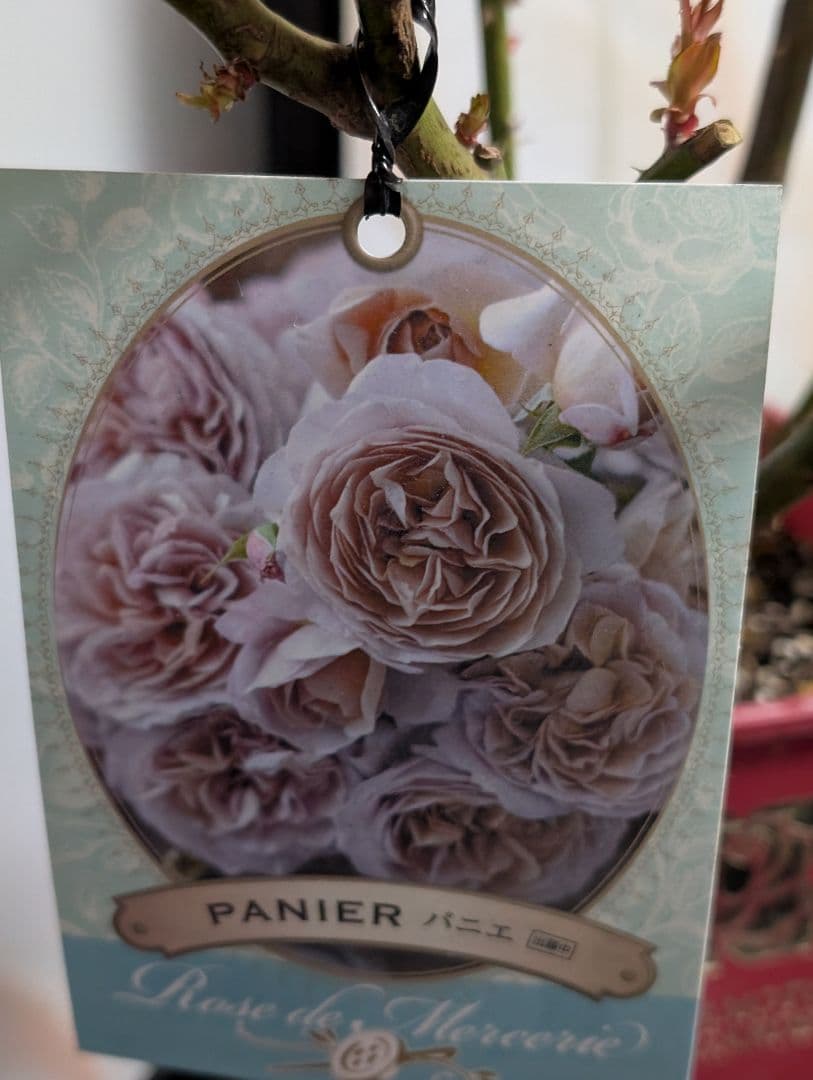 薔薇：樹勢抜群！！河本バラ園・四季咲き・耐病性で育てやすい！！【パニエ】大苗