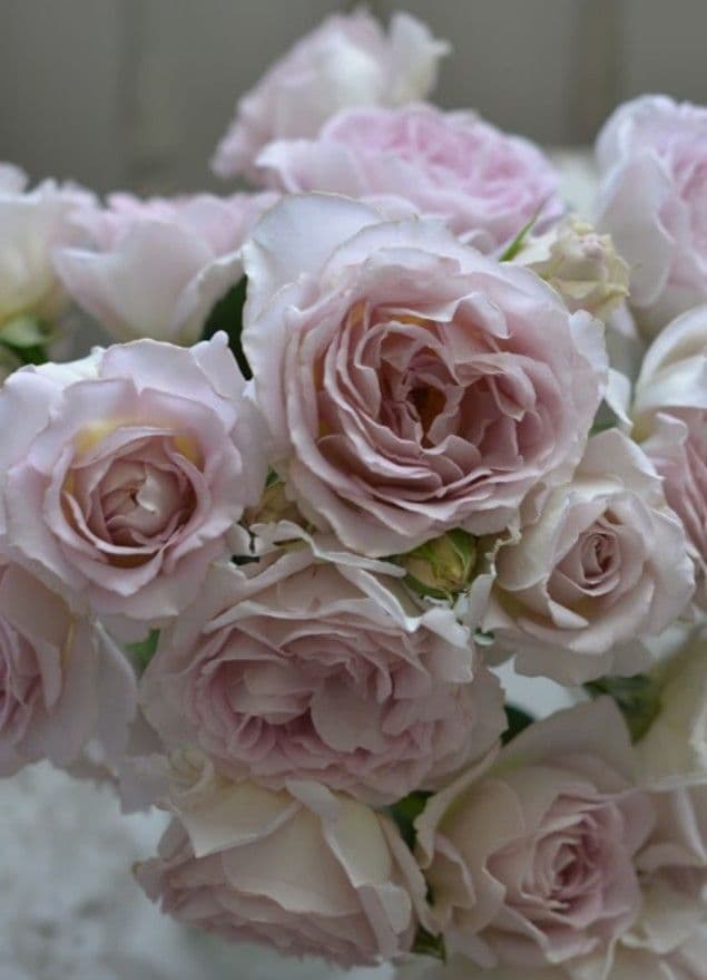 薔薇：樹勢抜群！！河本バラ園・四季咲き・耐病性で育てやすい！！【パニエ】大苗